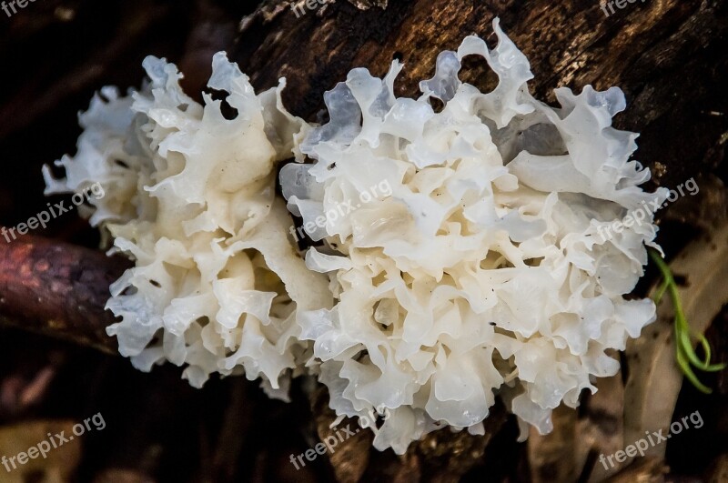 White Brain Jelly Fungus Tremella Ficiformis Jelly Gelatinous Fungus