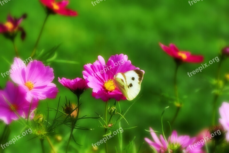 Butterfly Papilio Insect Animal Papilionidae