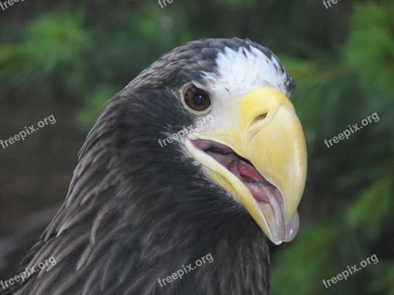 Eagle Sea Stellers Wildlife Portrait