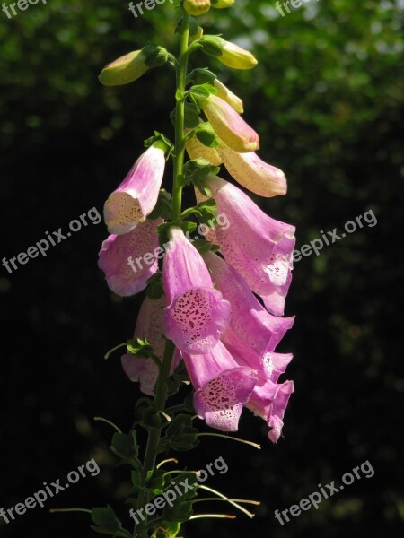 Thimble Lamiaceae Digitalis Toxic Free Photos