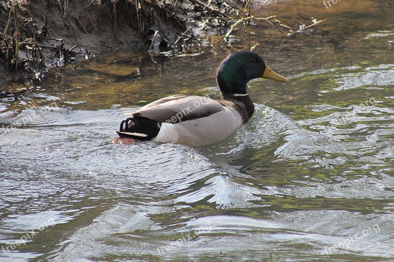 Duck Mallard Water Bird Drake Free Photos