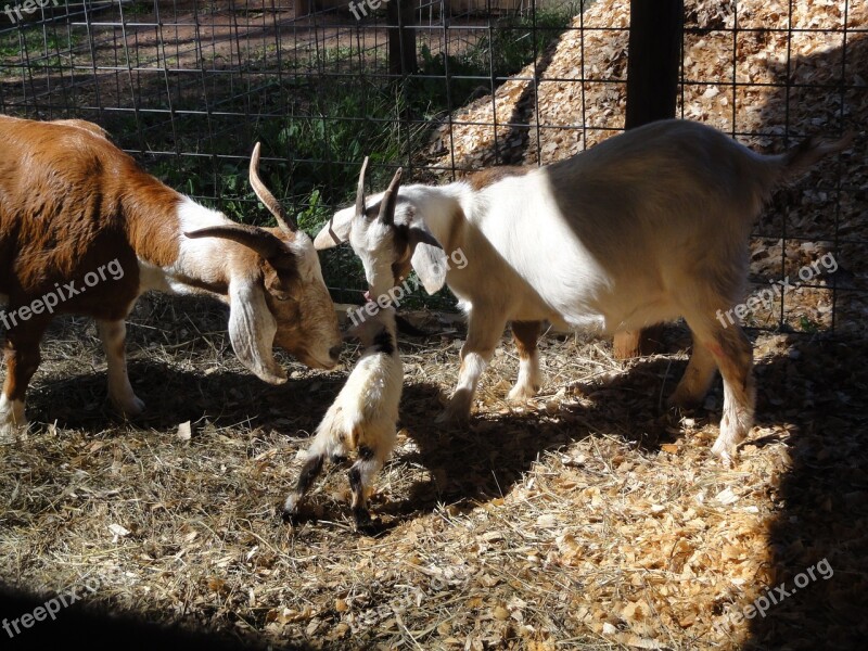 Goat Nature Newborn Animal Farm