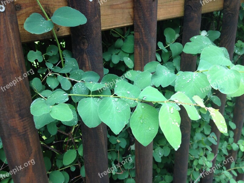 Leaf Green Fence Rain Raindrop