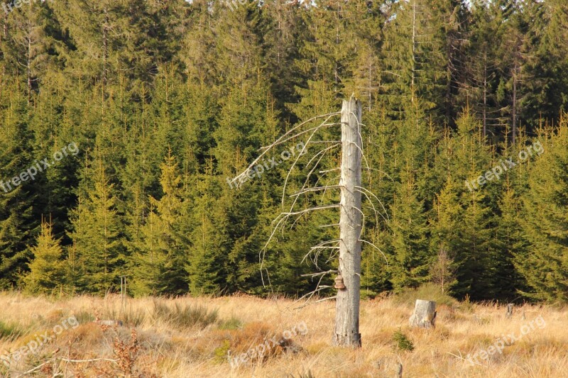 Waldsterben Tree Kahl Forest Dead