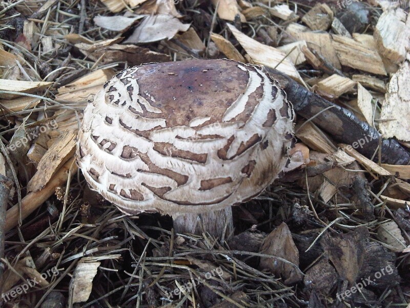 Mushroom Camouflage Bark Nature Free Photos