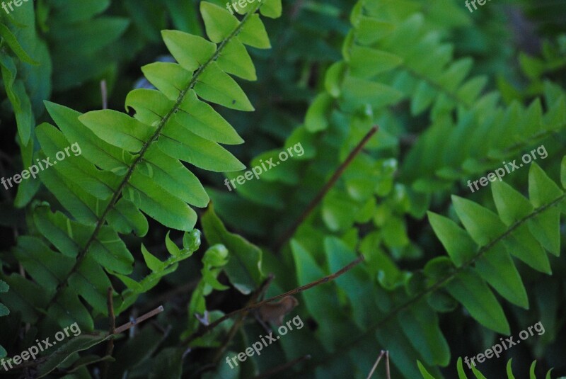 Fern Green Leaf Nature Natural