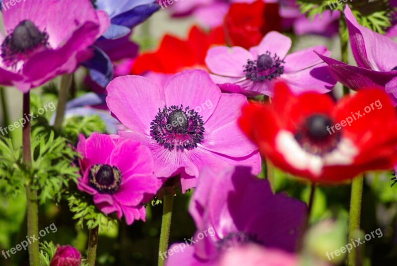 Anemones Flowers Spring Flowering Garden