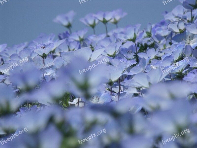 Nemophila Flowers Early Summer Flowers Free Photos