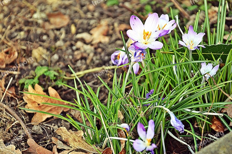 Spring Crocus Nature Flowers Free Photos