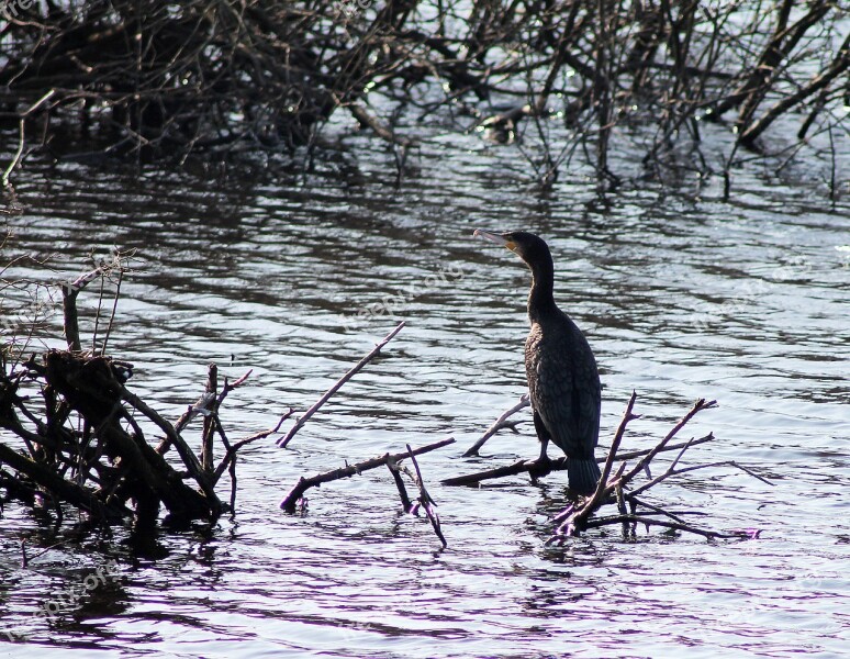 Great Cormorant Bird Bird Of Prey Expensive Natural