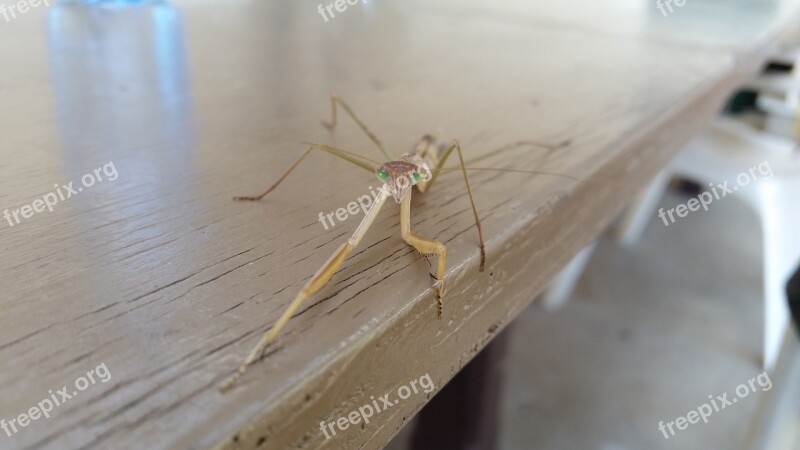 Mantis Insect Praying Mantis Wildlife Free Photos