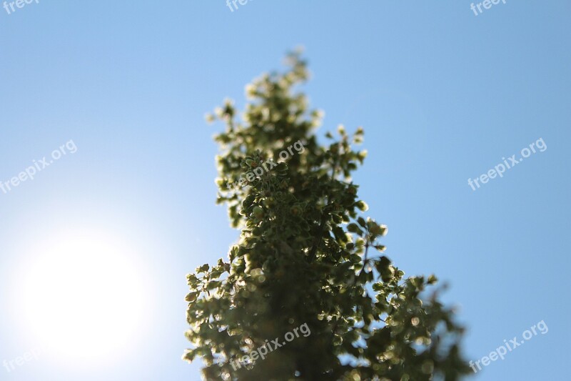 Grass Macro Green Sun Sky