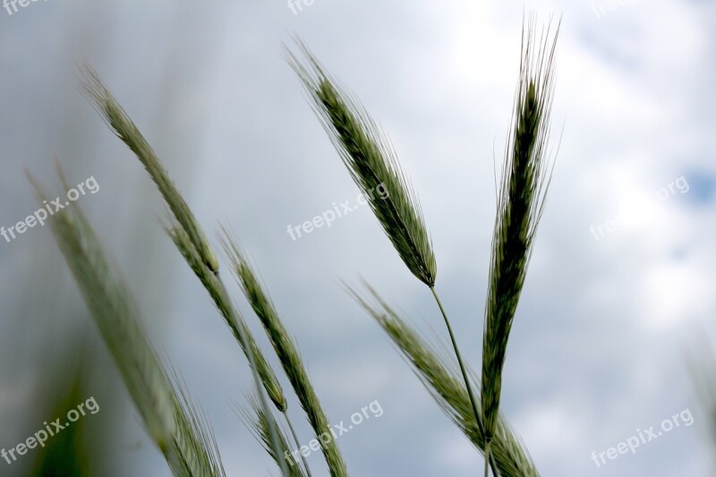 Grass Sky Colo Nature Cane