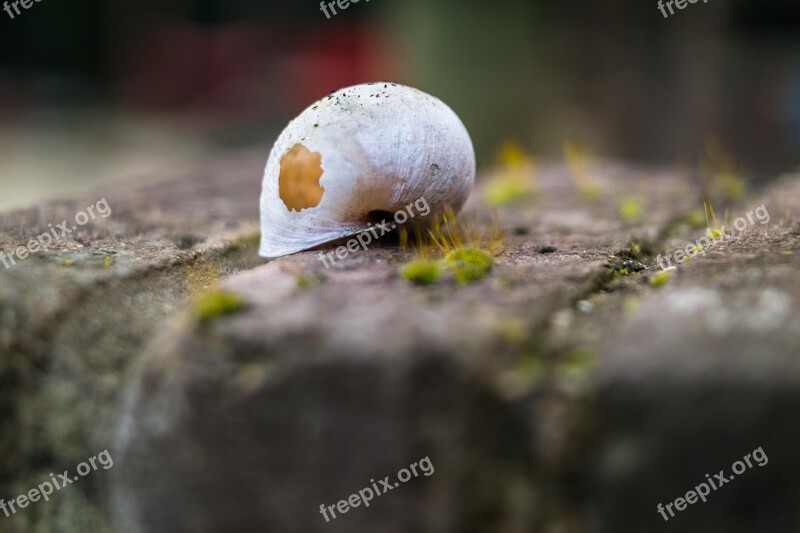 Shell Snail Broken Destroyed Hole