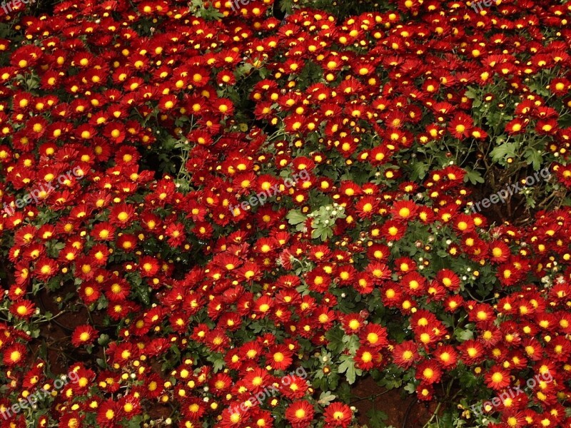 Chrysanthemums Flowers Red Colourful Free Photos