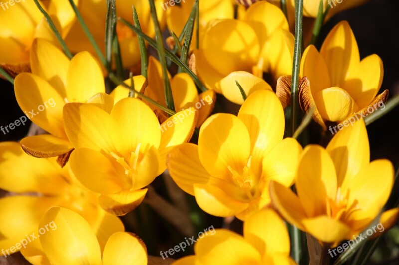 Crocus Spring Yellow Flower Blossom