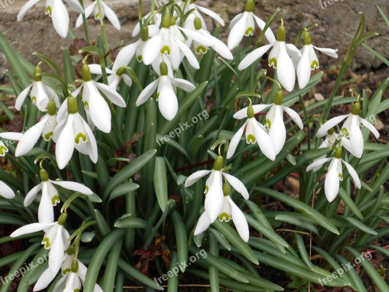 Frühlingsblüher Snowdrop Close Up Signs Of Spring Garden