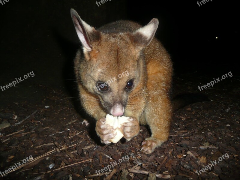 Possum Rodent Park Green Nature