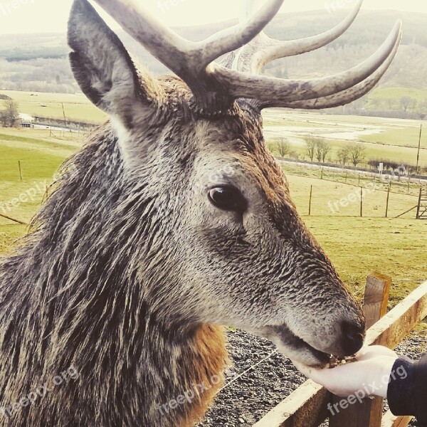 Deer Highlandsafari Closeup Nature Wildlife