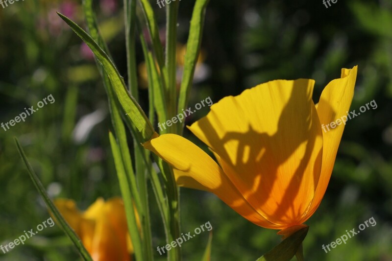 Poppy Flower Orange Yellow Calyx