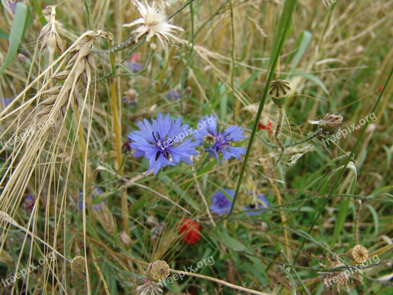 Cornflowers Blue Summer Flower Blossom