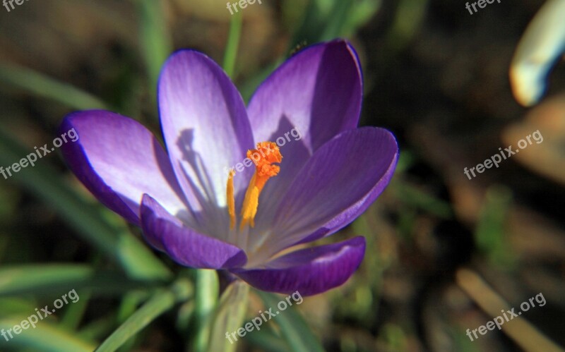 Crocus Purple Macro Blossom Bloom