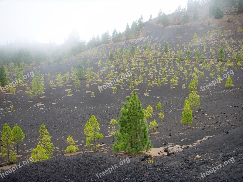 Tenerife Lava Trees Green Lunar Landscape