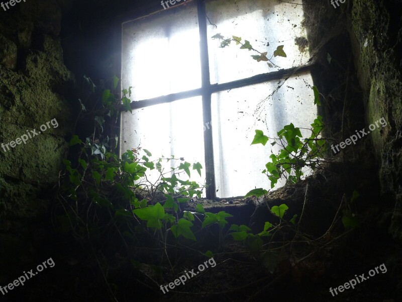 Window Backlighting Ivy Decay Pass