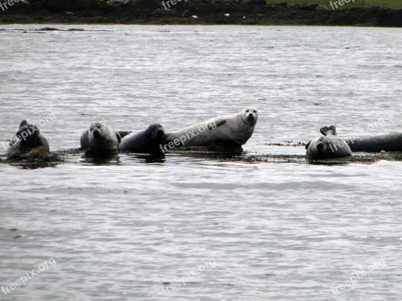 Seals Scotland Coast Animal World Nature