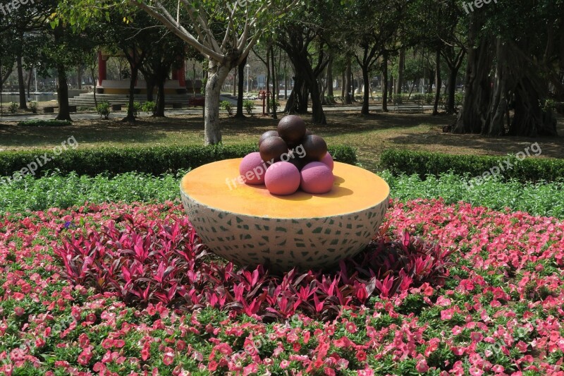 Tainan's Flowers Offering Fruit Duckweed Farm Park Free Photos