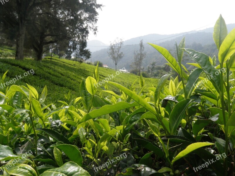 Tea Landscape Bush Green Agriculture