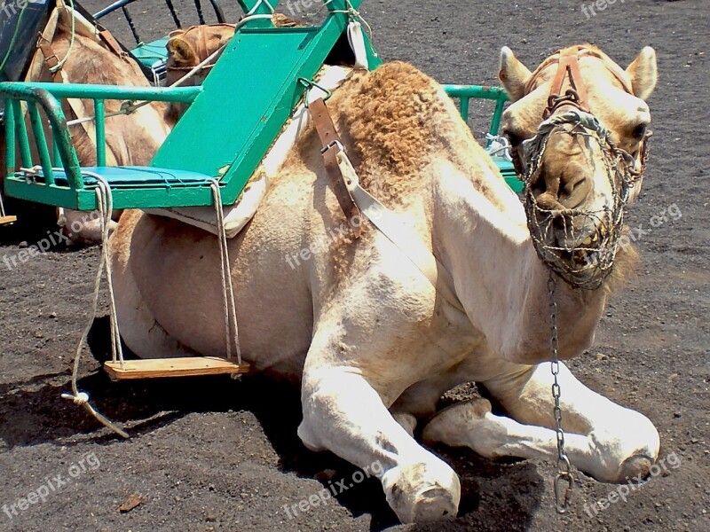 Camel Animals Dromedary Nature Free Photos