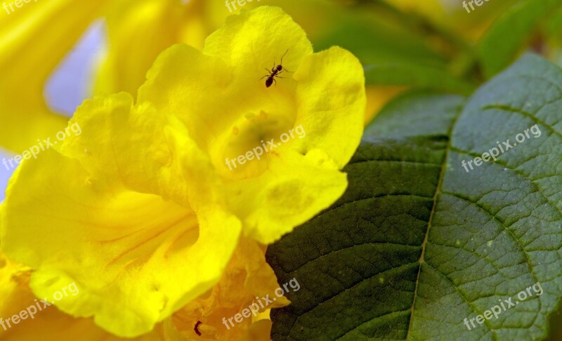 Season Flower Yellow Spring Blossom