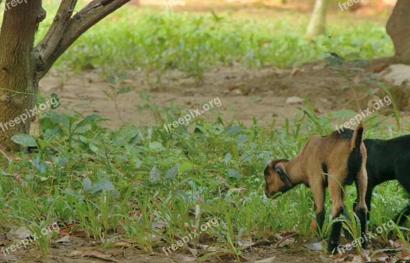 Goat Baby Animal Domestic Grass