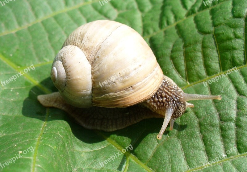 Snail Burgundy Snail Roman Snail Edible Snail Escargot