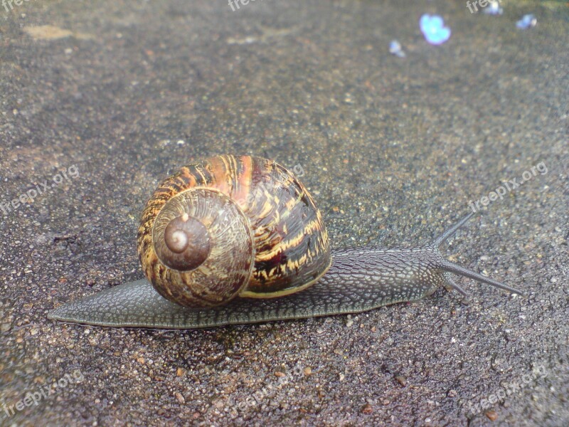 Snail Garden Common Pest Mollusk