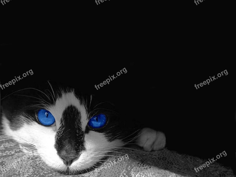 Cat Face Portrait Pet Blue