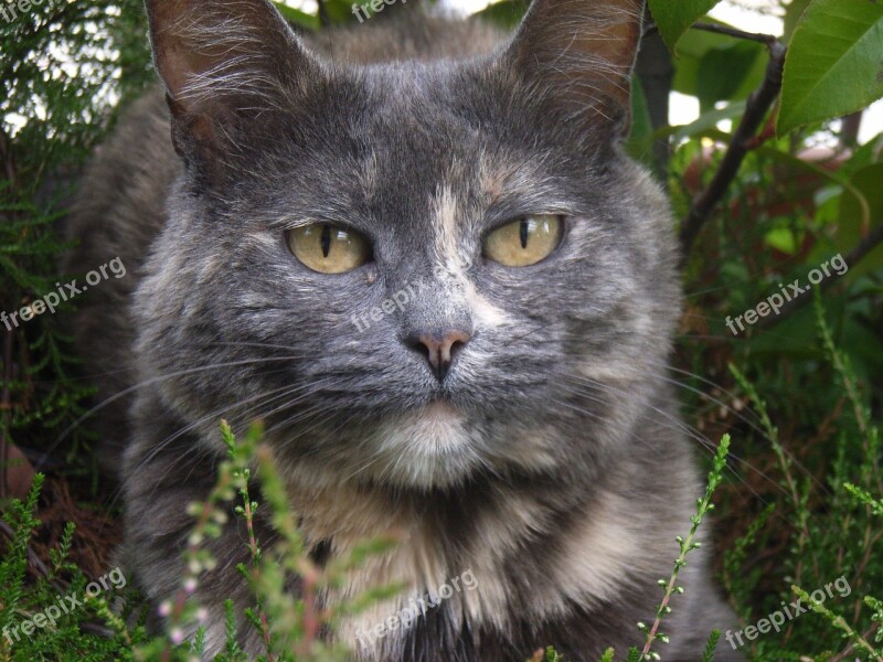 Cat Face Portrait Pet Domestic