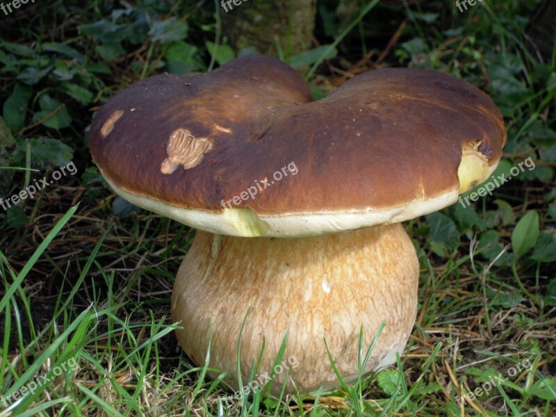 Forest Fungus Nature Mushrooms Free Photos