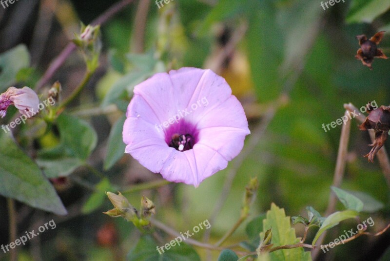 Purple Nature Floral Spring Flora