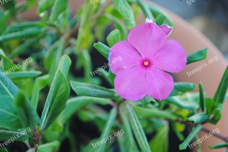 Impatiens Purple Flower Plant Nature