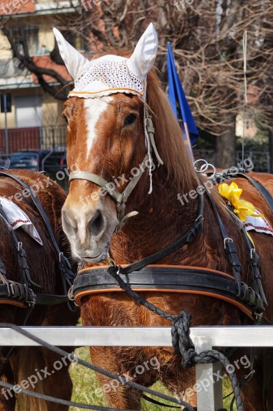 Horse Baio Brown Earmuffs Bow