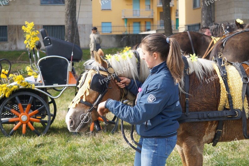 Horse Amazon Blinders Harness Tail