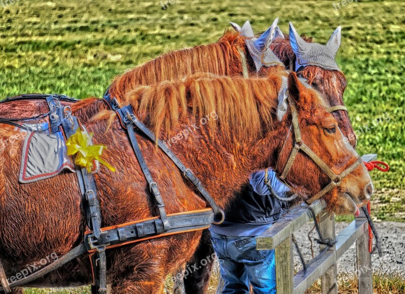 Horses Horse Sweat Shooting Harness