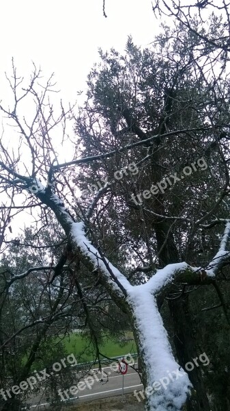 Snow Tree Branch Winter Cold