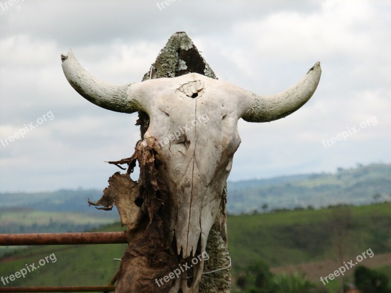 Skeleton Horns Skull Animal Ranch