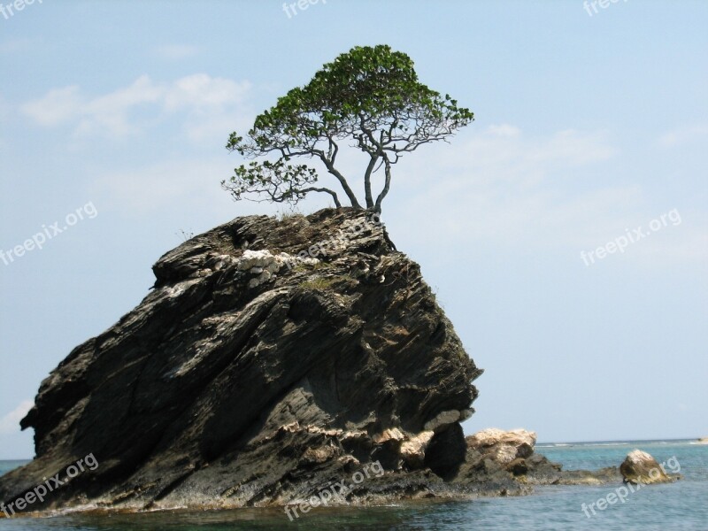 Tree Alone Rock Sea Blue Sky