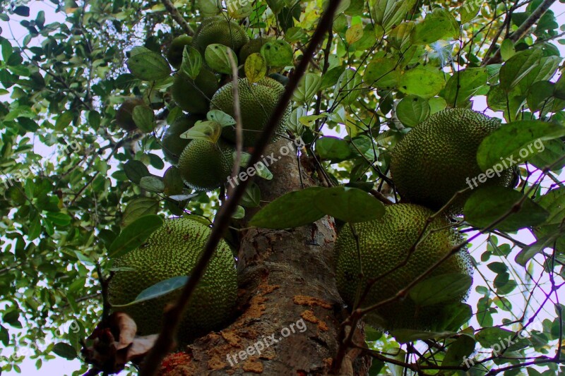 Fruit Food Sweet Delicious Jackfruit