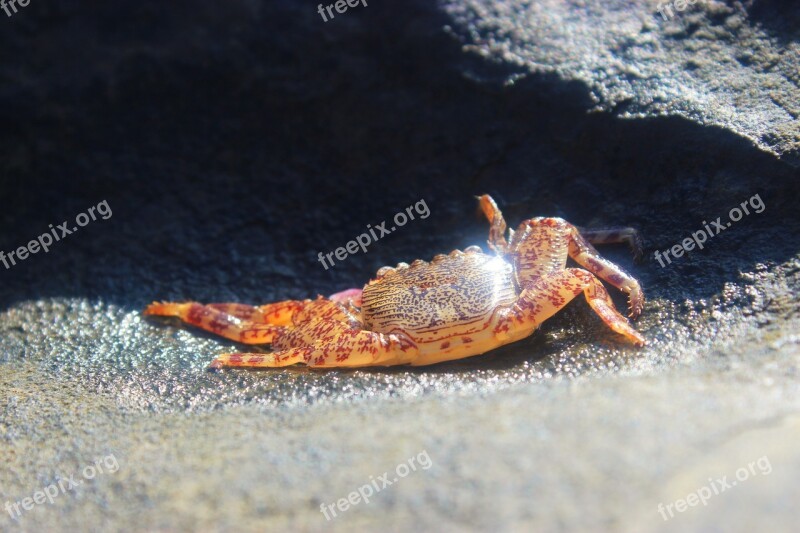 Crab Life Creature Nature Animal