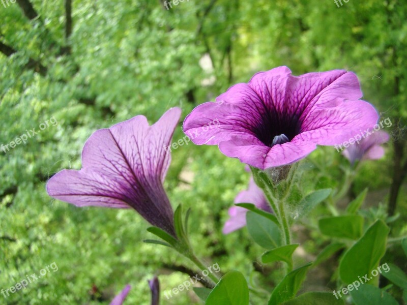 Petunia Flowers Purple Bloom Nature